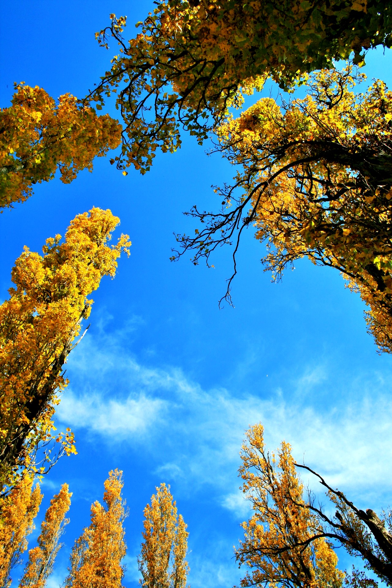 Golden poplars at the Blue Ridge Mountains