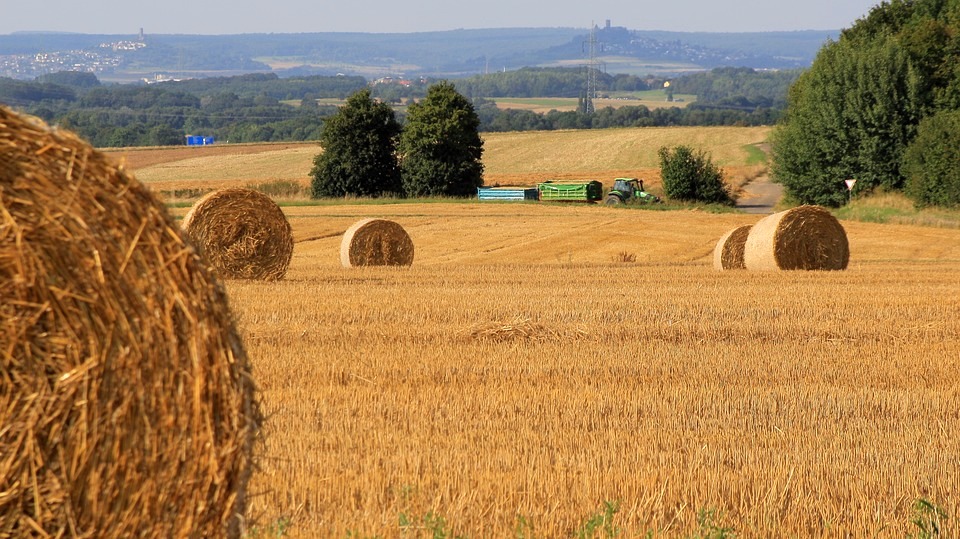 Plymouth_Harvest