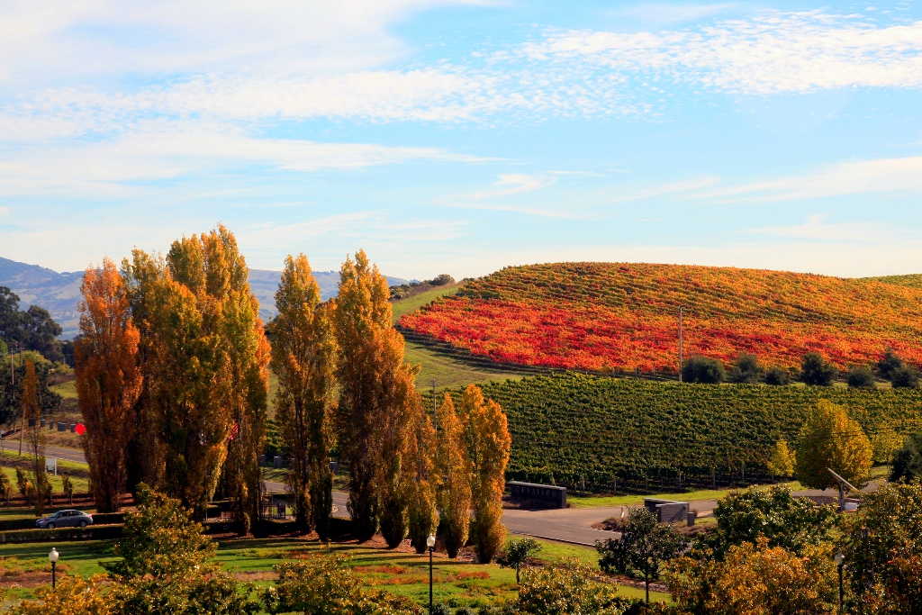 Valentine's Day - Napa Valley