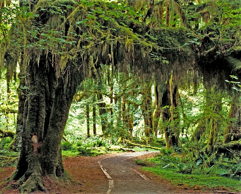 MLK - Olympic National Park, Washington State