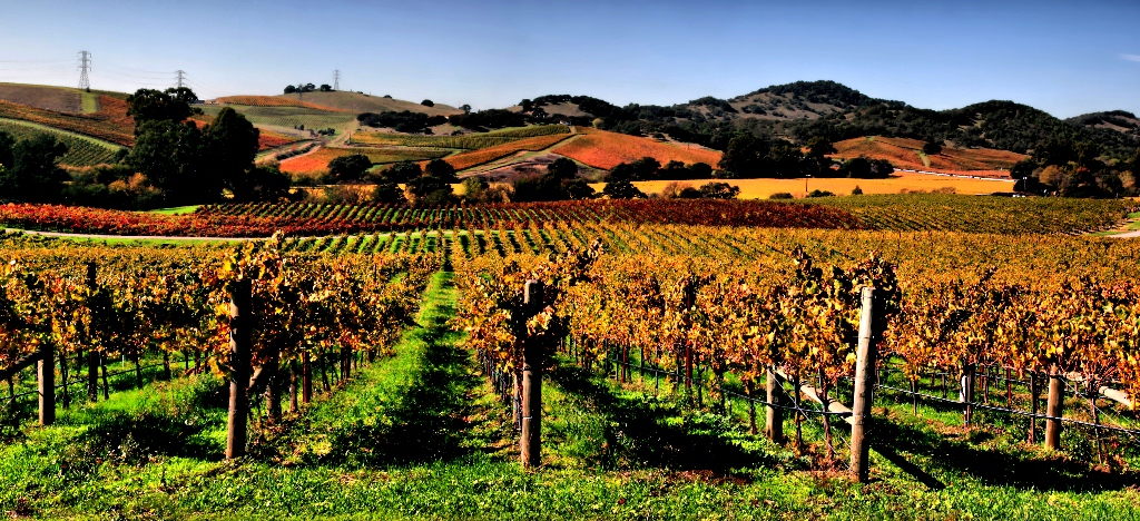 Valentine's Day - Vineyards in napa valley