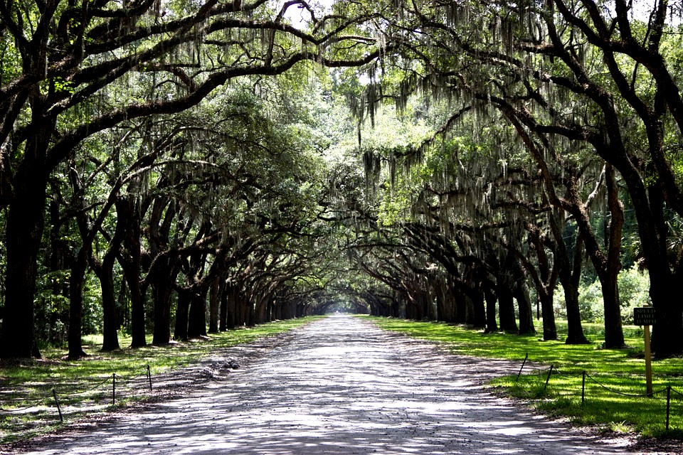 Valentine's Day - Savannah 